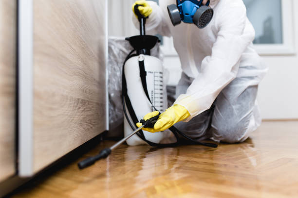 Best Termite Control Services  in Dorothy, NJ