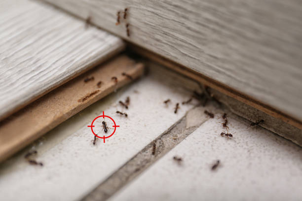 Best Bed Bug Extermination  in Dorothy, NJ