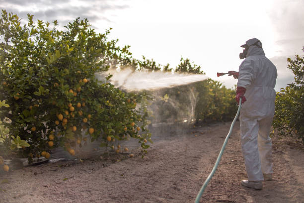 Best Pest Control Near Me in Dorothy, NJ