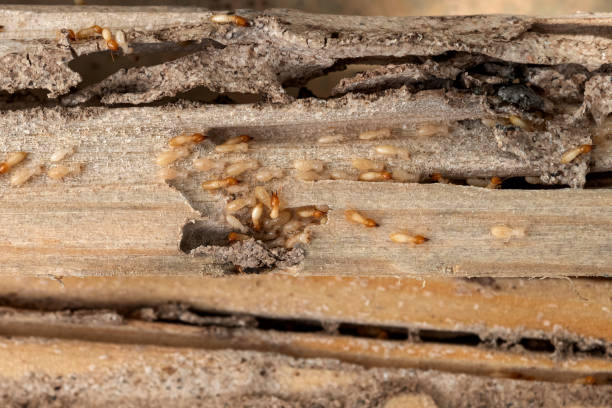 Best Bed Bug Extermination  in Dorothy, NJ
