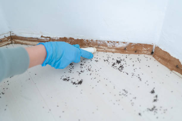 Best Pest Prevention Services  in Dorothy, NJ